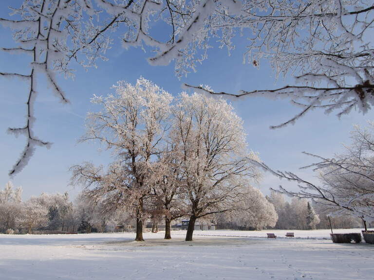 Ein winterlicher Anblick mit Bäumen und einem verschneiten Feld in einem Bad Füssinger Park.